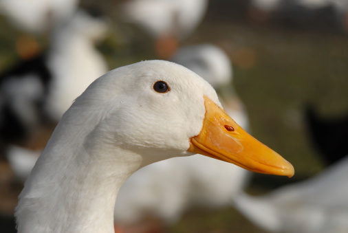 A Pelecanus onocrotalus bird in water