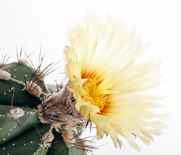 istock Astrophytum cactus with flower 183508279