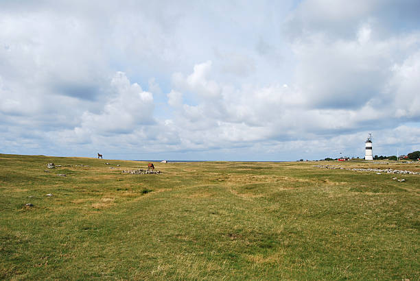 istock Horse on meadow with lighthouse in the background 183508948