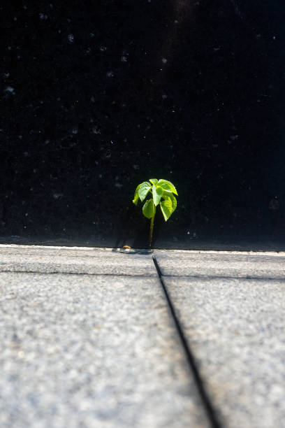 istock Resilience in Stone: The Urban Sapling's Triumph 1835090207