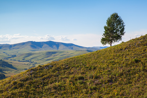 Altai mountains landscape photo taken on a sunny summer day, Siberian pine tree grows on the mountain slope