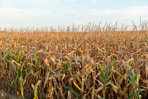 Ripe corn plants lit by setting evening sunlight