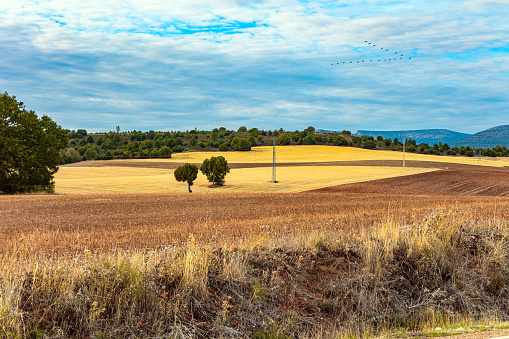 Picturesque trees and fields after harvest. Variety of yellow, orange, terracotta shades in rural fields. The sky is covered with light clouds. Wonderful trip to Spain.