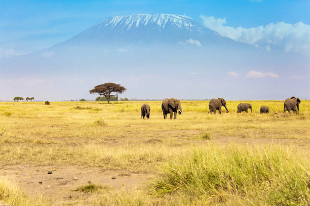 istock Herd of African elephants 1835102138