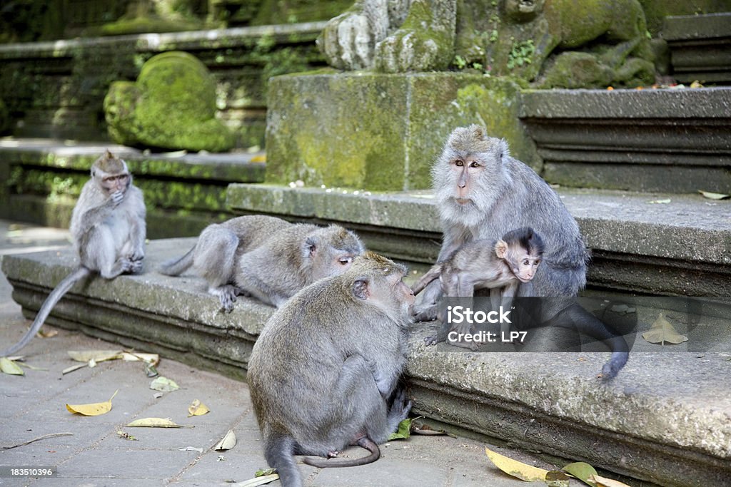 Famiglia Scimmia s - Foto stock royalty-free di Animale