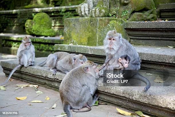 Famiglia Scimmia S - Fotografie stock e altre immagini di Animale - Animale, Animale selvatico, Bali