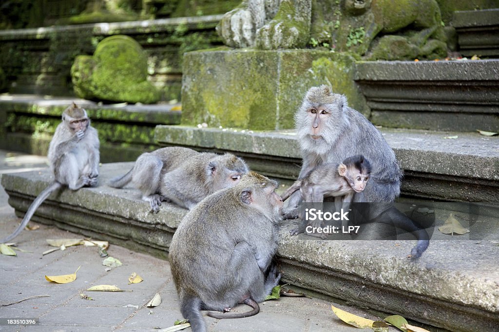 Macaco'família - Foto de stock de Animal royalty-free