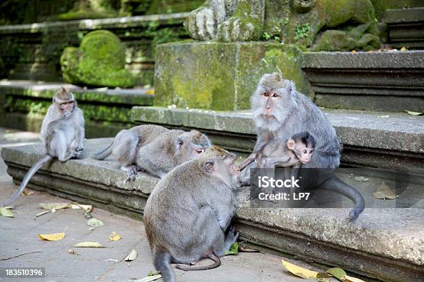 Foto de Macacofamília e mais fotos de stock de Animal - Animal, Bali, Cinza - Descrição de Cor