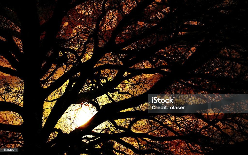 Winter tree in silhouette against sunset Naked winter tree in silhouette agaisnt colorful sunset. Autumn Stock Photo