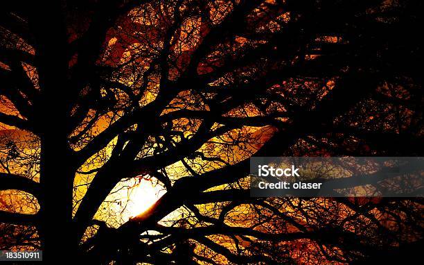 Winter Tree In Silhouette Against Sunset Stock Photo - Download Image Now - Autumn, Bare Tree, Beauty In Nature