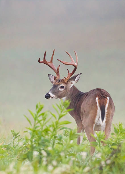 cola blanca buck - great smoky mountains national park animal antler stag fotografías e imágenes de stock