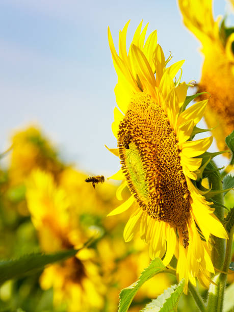 istock Honey bee collecting pollen at yellow flower. 1835113516