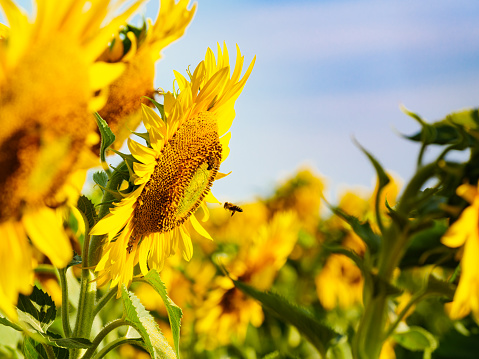 Honey bee collecting pollen at yellow flower, blooming yellow sunflower.