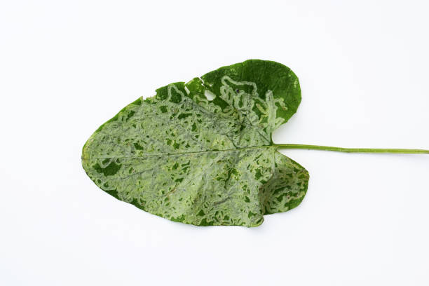 istock Leaf with a lot of mines 1835118241