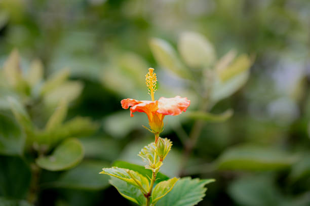 Orange hibiscus flower in Hawaii