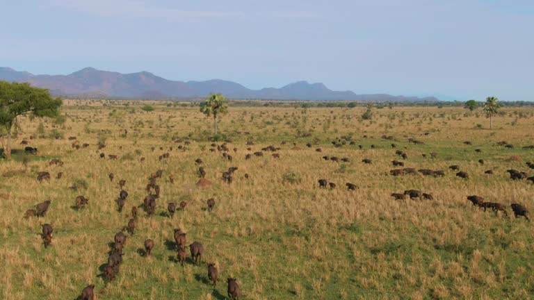 Huge herd of buffaloes in Kidepo Valley National Park, Uganda in Africa. Aerial forward and sky for copy space