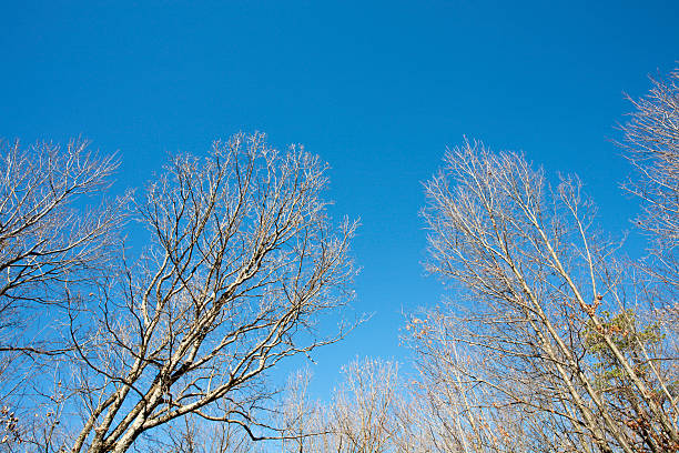 Zimowe drzewa w błękitne niebo – zdjęcie