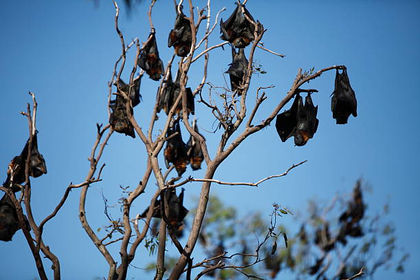 istock Colony Of Bats 183512704