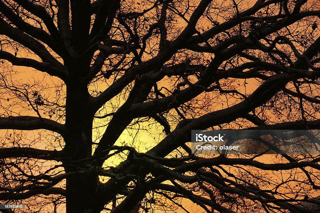 Winter Baum in silhouette gegen Sonnenuntergang - Lizenzfrei Abenddämmerung Stock-Foto