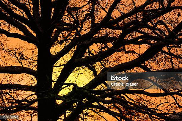 Winter Baum In Silhouette Gegen Sonnenuntergang Stockfoto und mehr Bilder von Abenddämmerung - Abenddämmerung, Ast - Pflanzenbestandteil, Baum