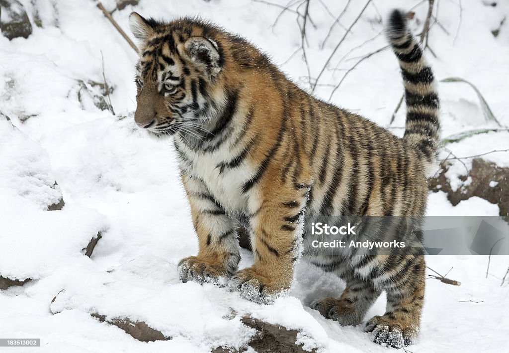 Süße kleine Sibirischer Tiger im Winter - Lizenzfrei Raubtierjunges Stock-Foto