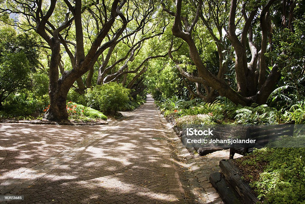 カーステンボッシュ国立植物園 - カーステンボッシュ��植物園のロイヤリティフリーストックフォト