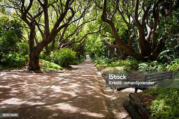 カーステンボッシュ国立植物園 - カーステンボッシュ植物園のストックフォトや画像を多数ご用意 - カーステンボッシュ植物園, アフリカ, ケープタウン