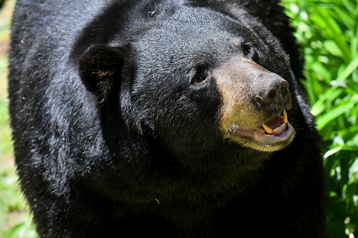 Close-up of a black bear in a Connecticut yard, baring teeth as it looks at a bird feeder
