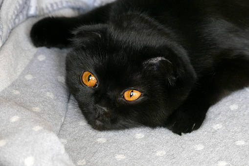 Black Scottish Fold Cat Resting