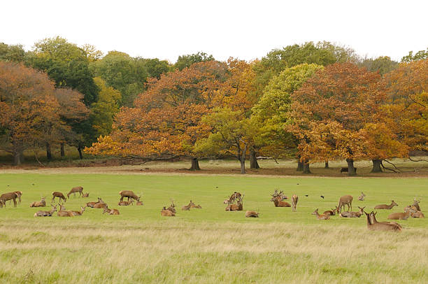 Deer in Richmond Park Richmond park in autumn covered with red deer. richmond park stock pictures, royalty-free photos & images