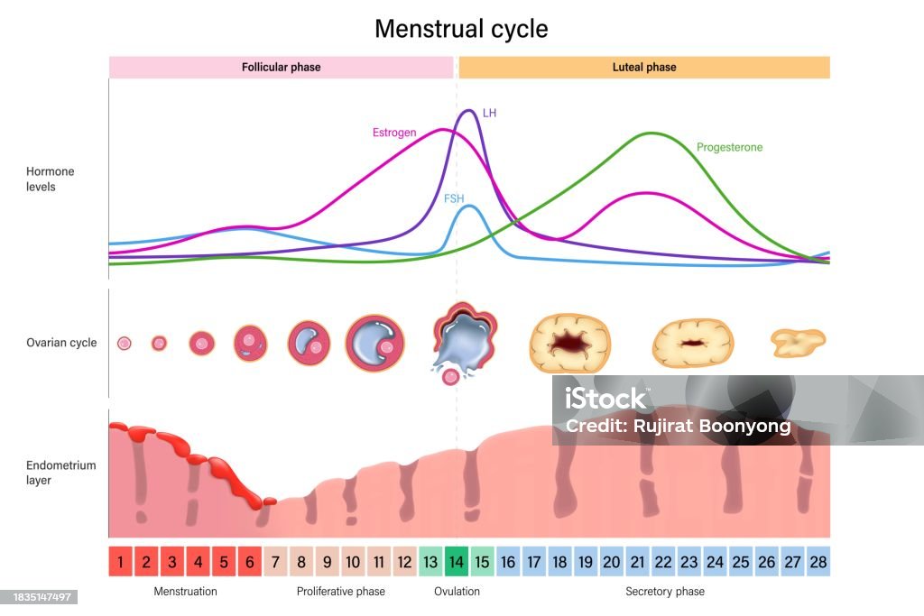 Ilustraci n De Ciclo Menstrual Niveles Hormonales Ciclo Ov rico Y Capa pain-during-ovulation-is-it-normal-dr-jolene-brighten