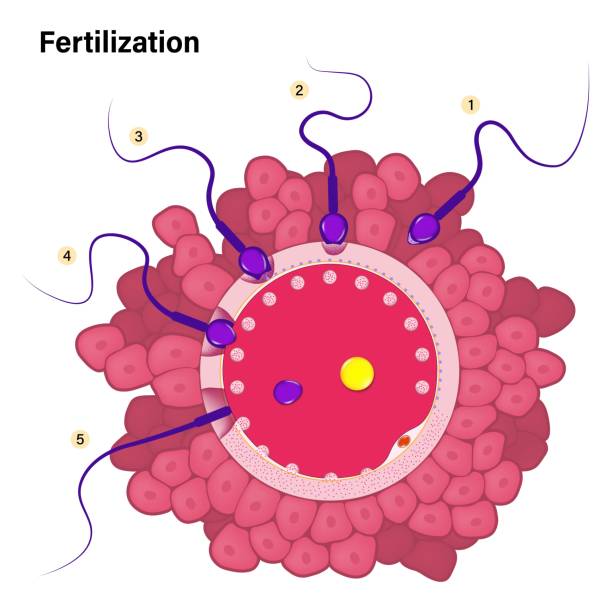 人間の受精プロセス。人間の卵子と精子の結合。卵子と精子。胚。 - human sperm eggs human egg sex点のイラスト素材／クリップアート素材／マンガ素材／アイコン素材