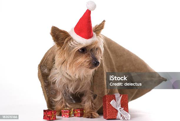 Yorkshire Terrier - Fotografie stock e altre immagini di Cagnolino da salotto - Cagnolino da salotto, Composizione orizzontale, Confezione regalo