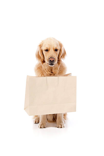 istock Cute Dog Holding A Shopping Bag 183515366