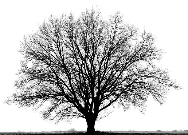 istock Oak tree (Quercus petraea) in winter isolated/black and white . 183515861