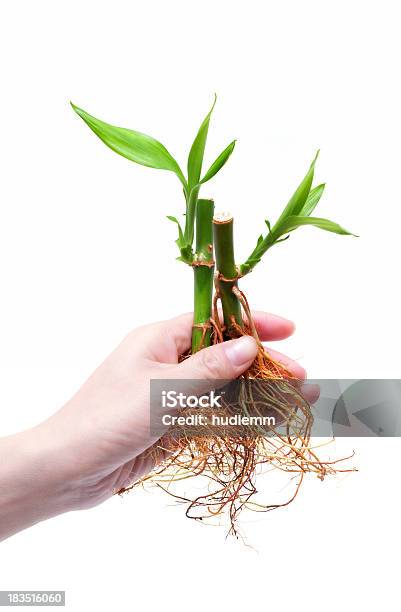 Bambus Stockfoto und mehr Bilder von Bambus - Graspflanze - Bambus - Graspflanze, Wurzel, Abstrakt
