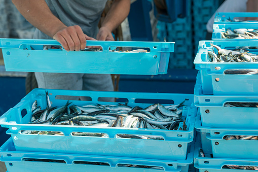 Fisherman, hands visible, loading containers with fresh sardines in the port of Sali on Dugi otok, island in Croatia.