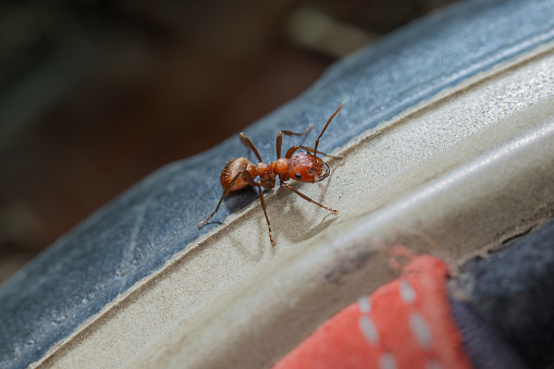 One adult European Amazon Ant (Polyergus rufescens) soldier sitting on a shoe sole