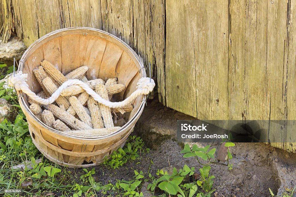 Apoucar ­ nos de milho Cobs na exploração - Royalty-free Agricultura Foto de stock