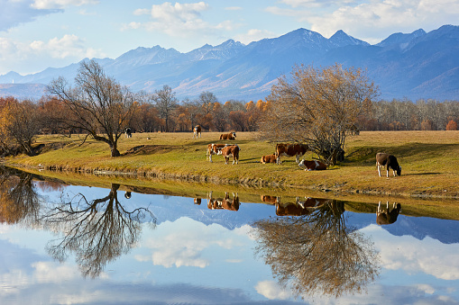 A herd of cows on the river bank against the backdrop of mountains