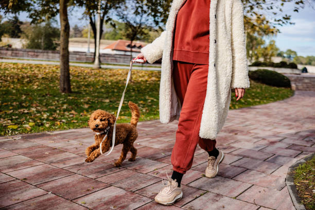 Barbet autumn walk on leash in public park