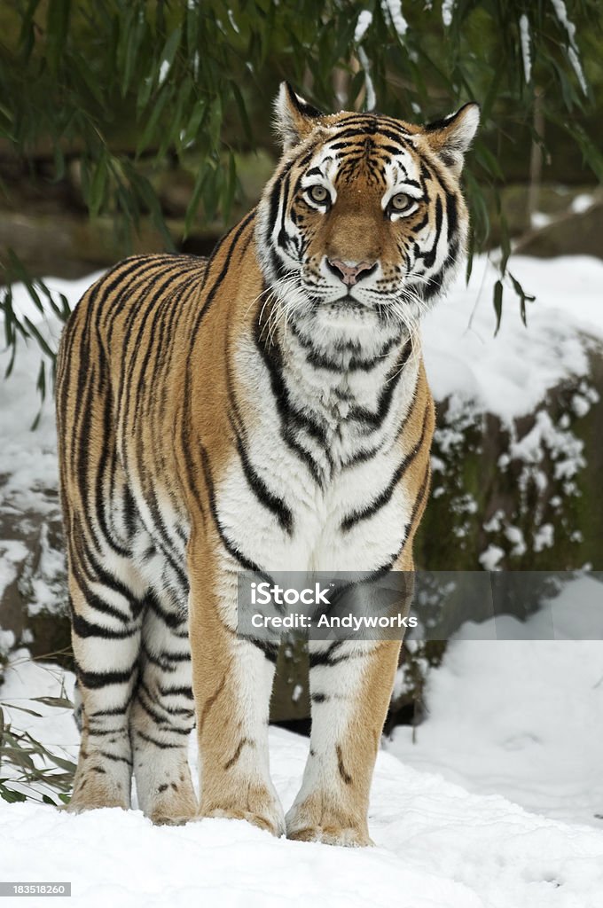 Sibirischer Tiger im Winter - Lizenzfrei Einzelnes Tier Stock-Foto