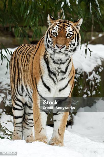 Sibirischer Tiger Im Winter Stockfoto und mehr Bilder von Einzelnes Tier - Einzelnes Tier, Fotografie, Gestreift