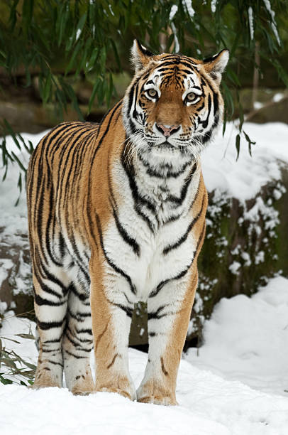 istock Siberian Tiger In Winter 183518260