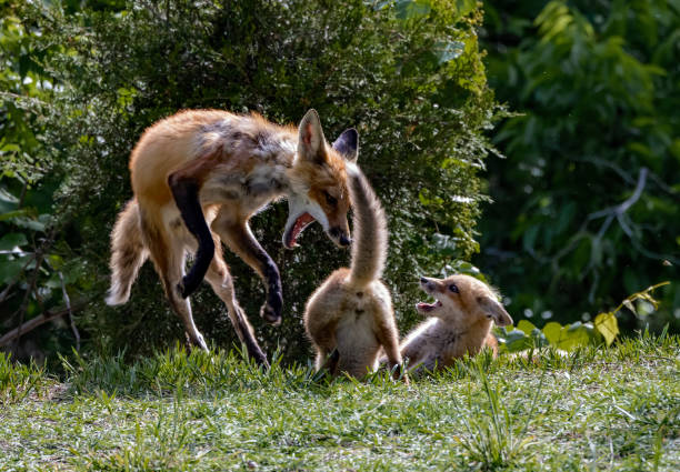 istock Male Red Fox and Kits at Play 1835182925