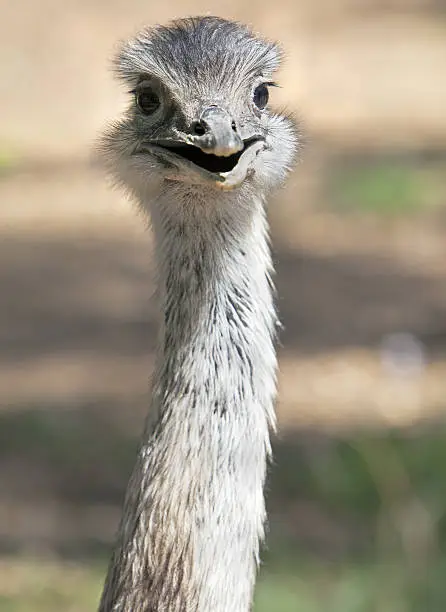 Photo of Baby Ostrich Portrait