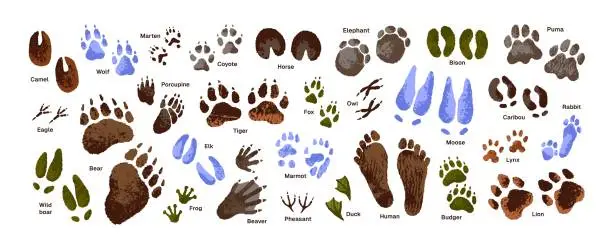 Vector illustration of Animal tracks set. Paw print of tiger, wolf. Human footprint. Bird, eagle, duck traces. Trails of puma, lion, bear. Deer, elephant foot silhouette on ground. Flat isolated vector illustration on white