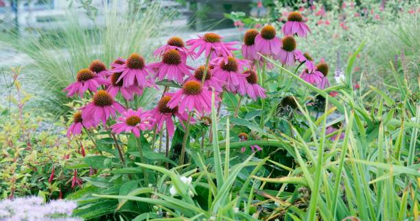 istock Pink coneflower in a bed 1835198138