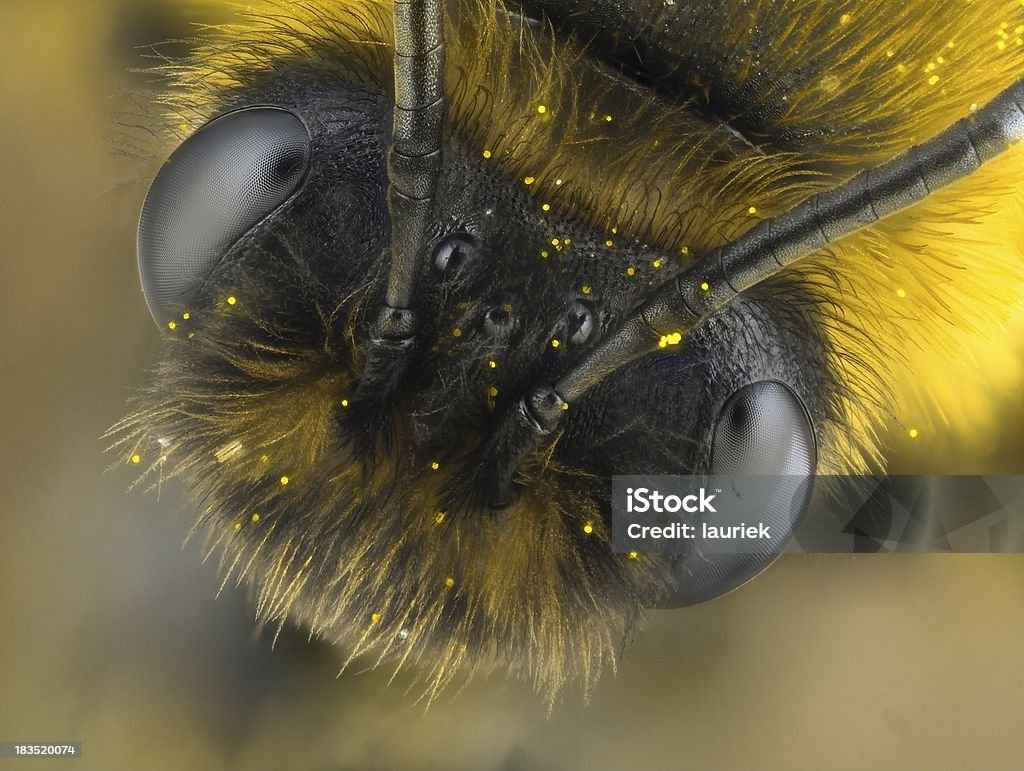Desconocido especies de abeja - Foto de stock de Abeja libre de derechos