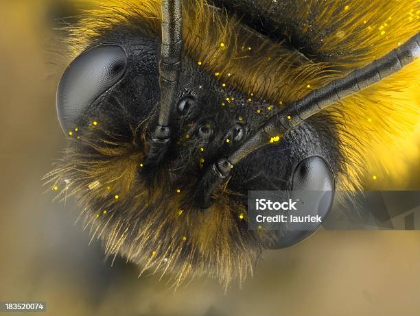 Desconocido Especies De Abeja Foto de stock y más banco de imágenes de Abeja - Abeja, Insecto, Magnificación